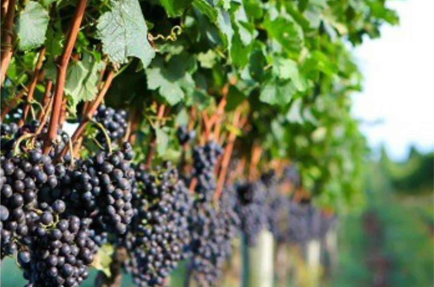 A HISTÓRIA DO VINHO BRASILEIRO