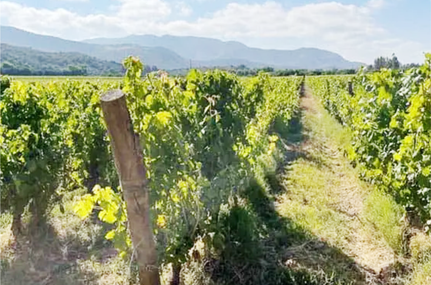 CHILE NO CENÁRIO MUNDIAL DO VINHO
