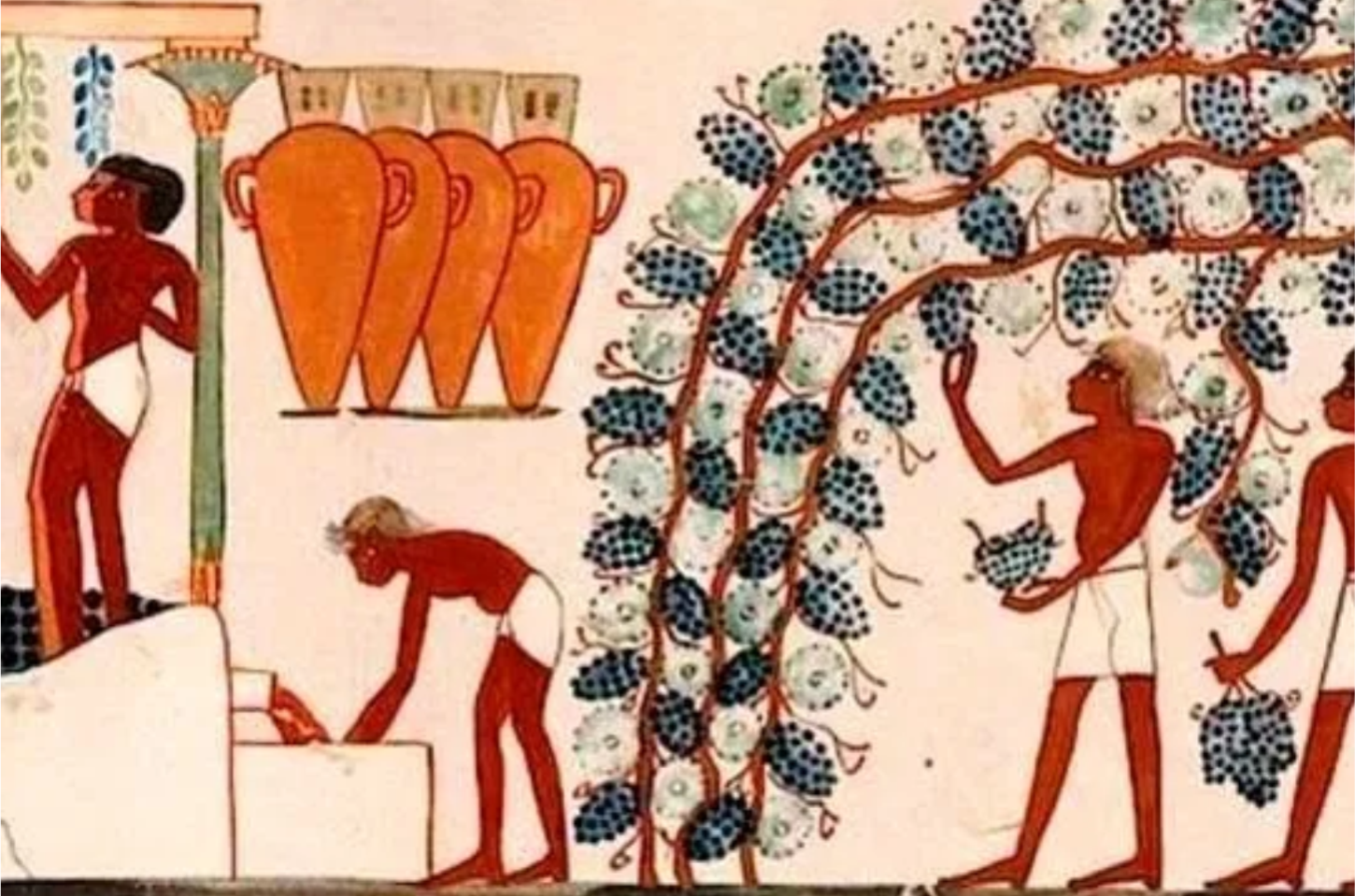 PRIMEIROS RELATOS DO PLANTIO DE VIDEIRAS