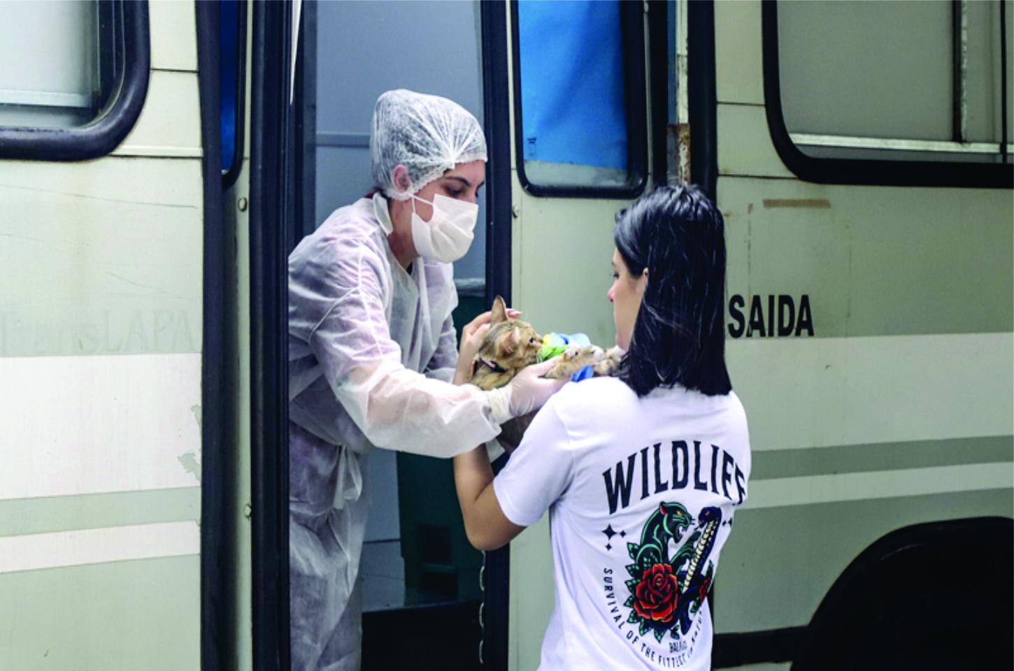 Prefeitura de Curitiba oferece 3.830 vagas para castrações gratuitas de cães e gatos em março