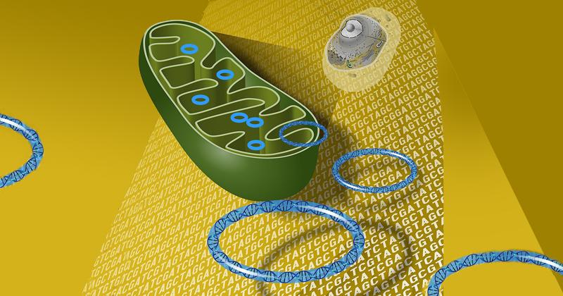 A ORIGEM METABÓLICA DO CÂNCER